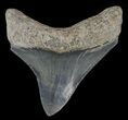 Serrated, Fossil Megalodon Tooth - Georgia #68029-1